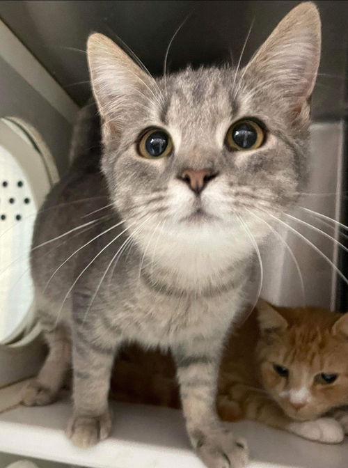 Mai - At the Shelter