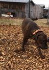 Lilly: At the Shelter