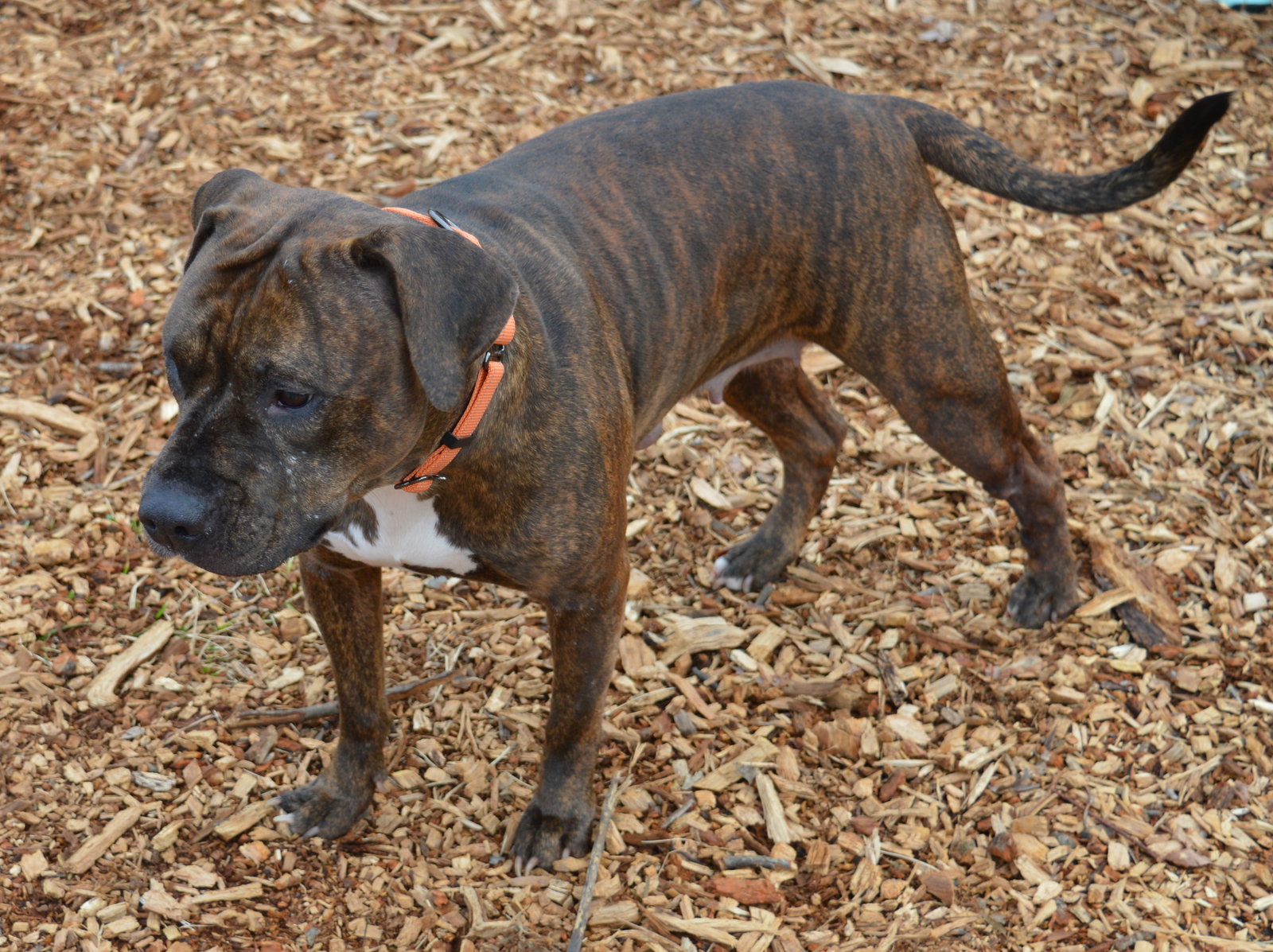 Dog for Adoption Lilly At the Shelter, a Pit Bull Terrier in