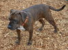 Lilly: At the Shelter