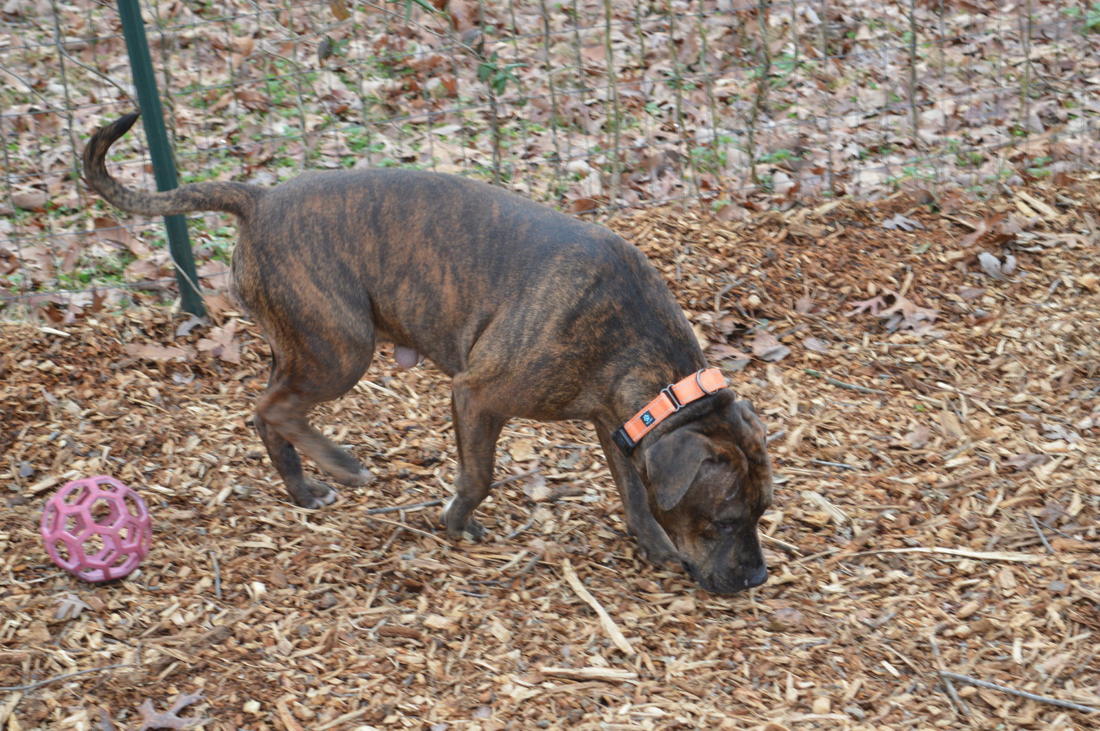 Dog for Adoption Lilly At the Shelter, a Pit Bull Terrier in