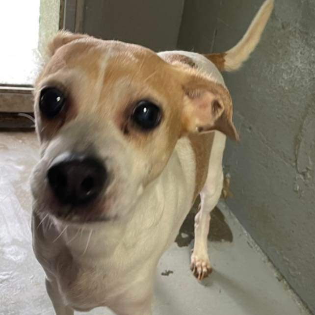 Dog for Adoption Bailey Jack Russell mix Not at the shelter, a Jack