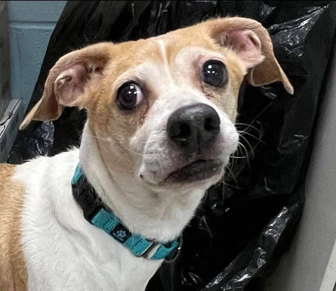 Dog for Adoption Bailey Jack Russell mix Not at the shelter, a Jack