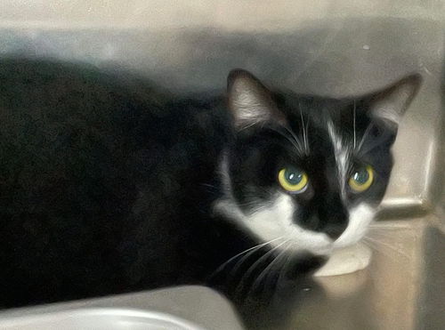 Tippy - Visit at Lynchburg PetSmart