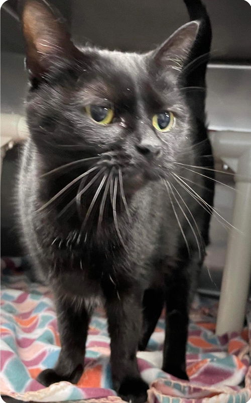 Marbles - At the Shelter