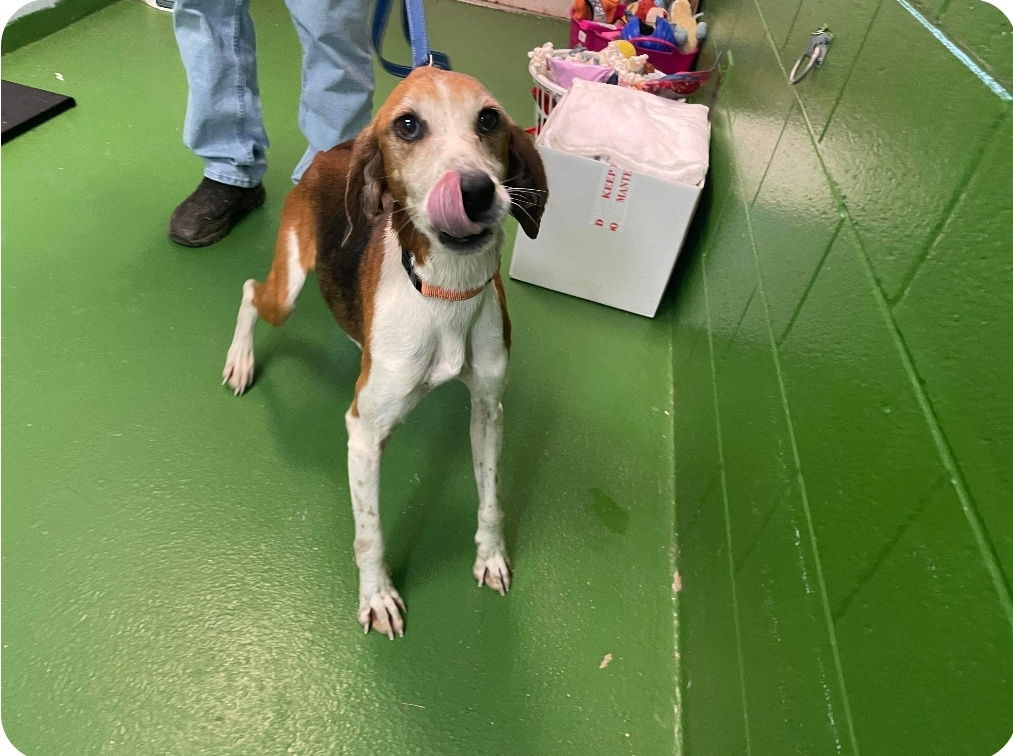 Dog for Adoption - Alexander - Not At the Shelter, a Hound in Roanoke ...