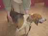 Alexander:  Not At the Shelter