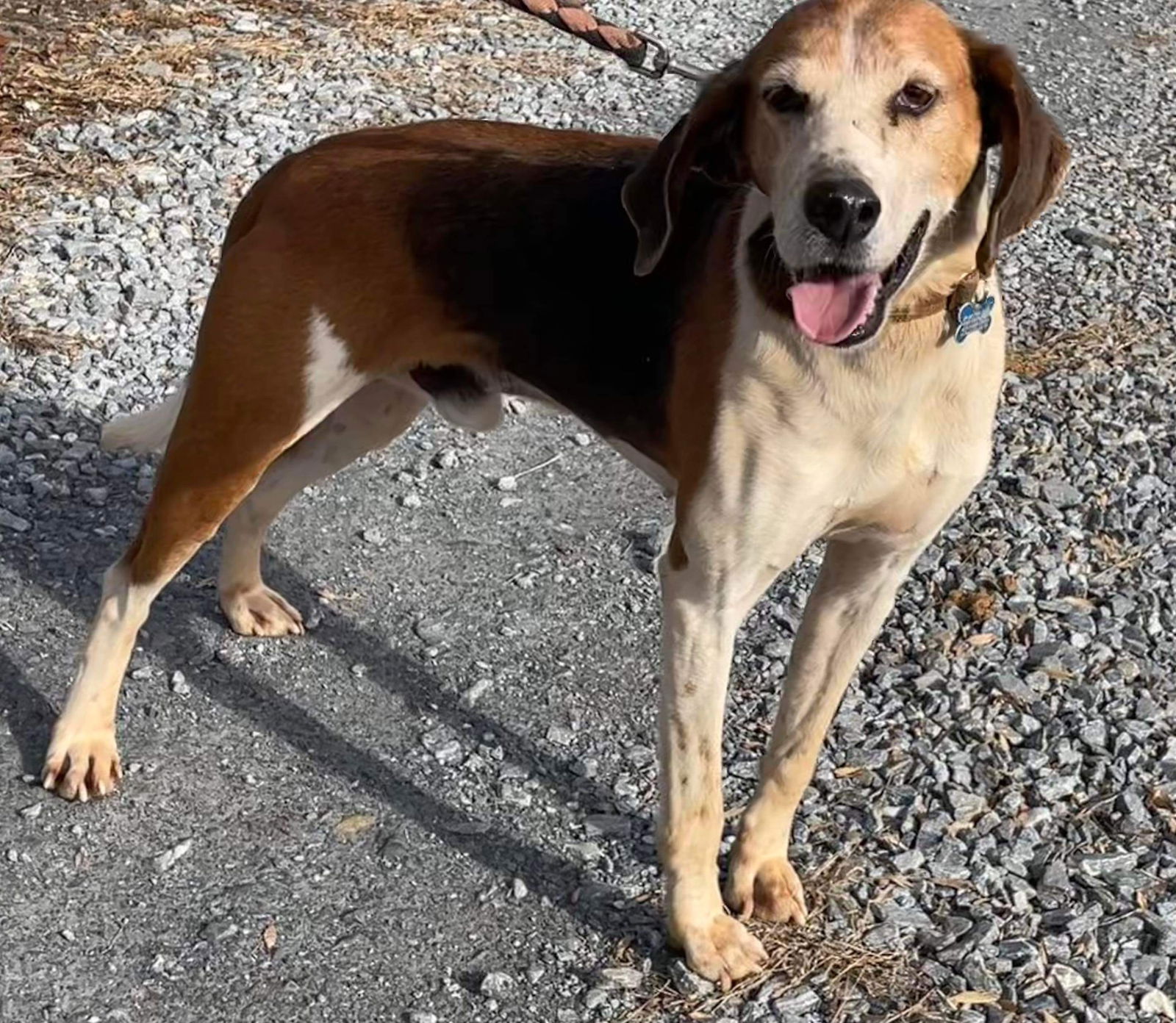 adoptable Dog in Rustburg, VA named Alexander:  Not At the Shelter (Wendy)