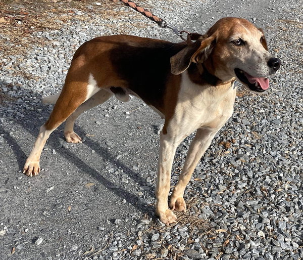Alexander:  Not At the Shelter (Wendy)