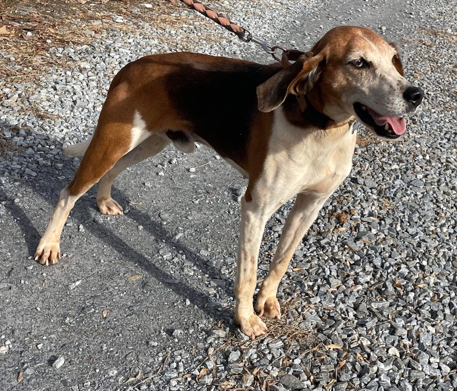 Alexander:  Not At the Shelter (Wendy)