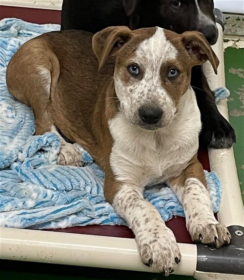 Pigeon (a Wonderland pup): at the shelter