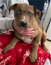 Twiddle (a Wonderland pup): at the shelter
