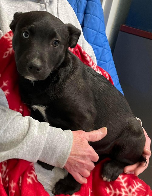 Duchess (A Wonderland pup): at the shelter