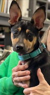 Hollie: At the Shelter