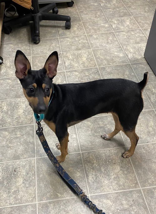Hollie: At the Shelter