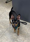 Hollie: At the Shelter