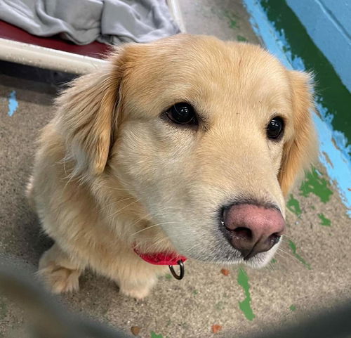 Pete aka “Short Pete:” at the shelter