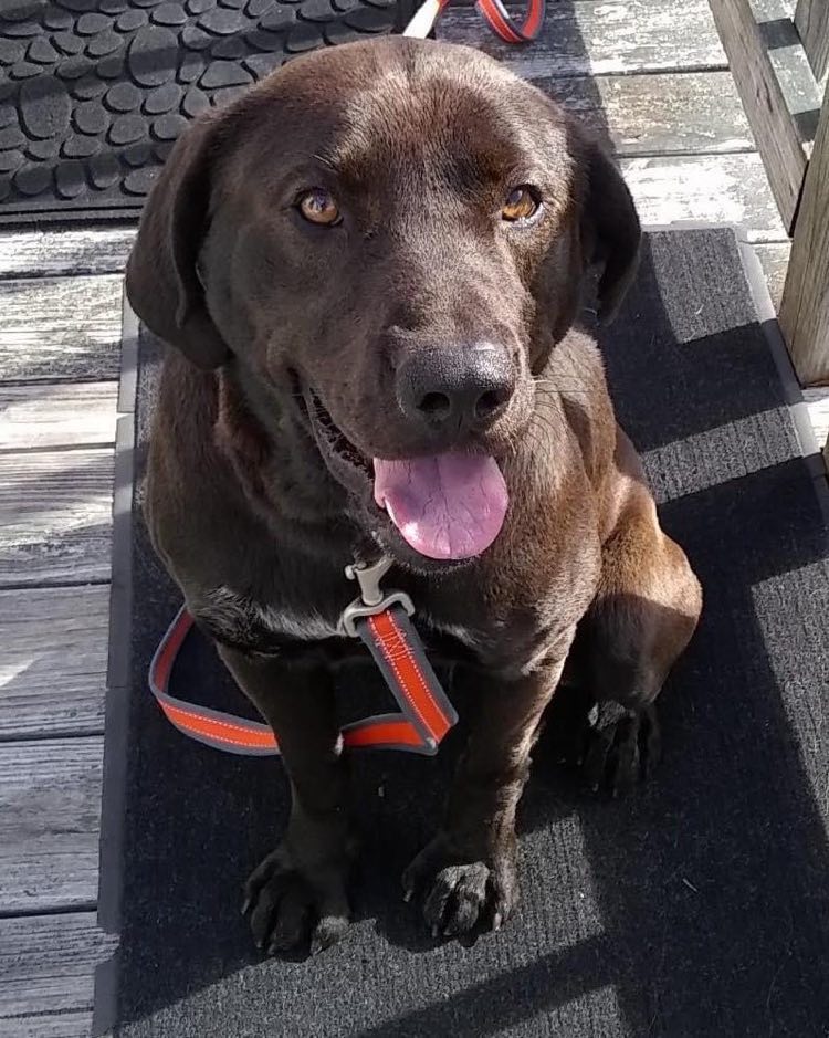 Dog for Adoption Duke At the Shelter, a Labrador Retriever in