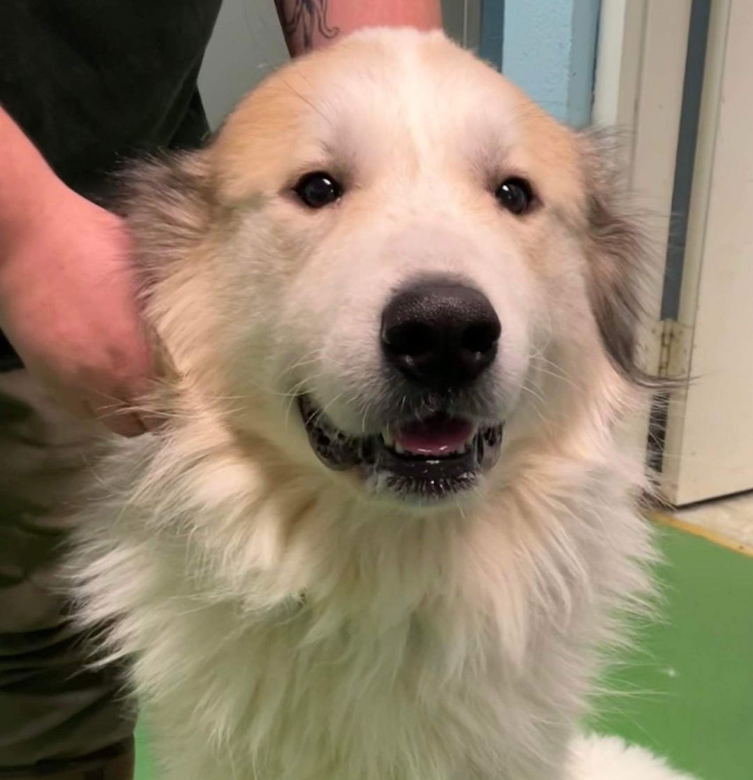 Dog for Adoption - Kai (aka Kaiser): At the Shelter, a Great Pyrenees ...