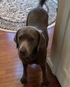 Bailey (aka Bailey Lab): Not at the Shelter