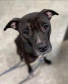 Dixie Chick;Not At the Shelter; Sponsored!!