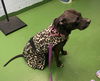 Dixie Chick;Not At the Shelter; Sponsored!!