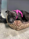 Dixie Chick;Not At the Shelter; Sponsored!!