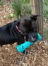 Dixie Chick;Not At the Shelter; Sponsored!!