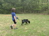 Dixie Chick;Not At the Shelter; Sponsored!!