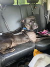 Dixie Chick;Not At the Shelter; Sponsored!!