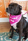 Dixie Chick;Not At the Shelter; Sponsored!!