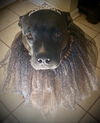 Dixie Chick;Not At the Shelter; Sponsored!!