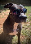Dixie Chick;Not At the Shelter; Sponsored!!