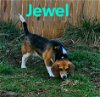Jewel: SPECIAL NEEDS! Not At the Shelter