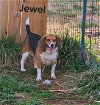 Jewel: SPECIAL NEEDS! Not At the Shelter