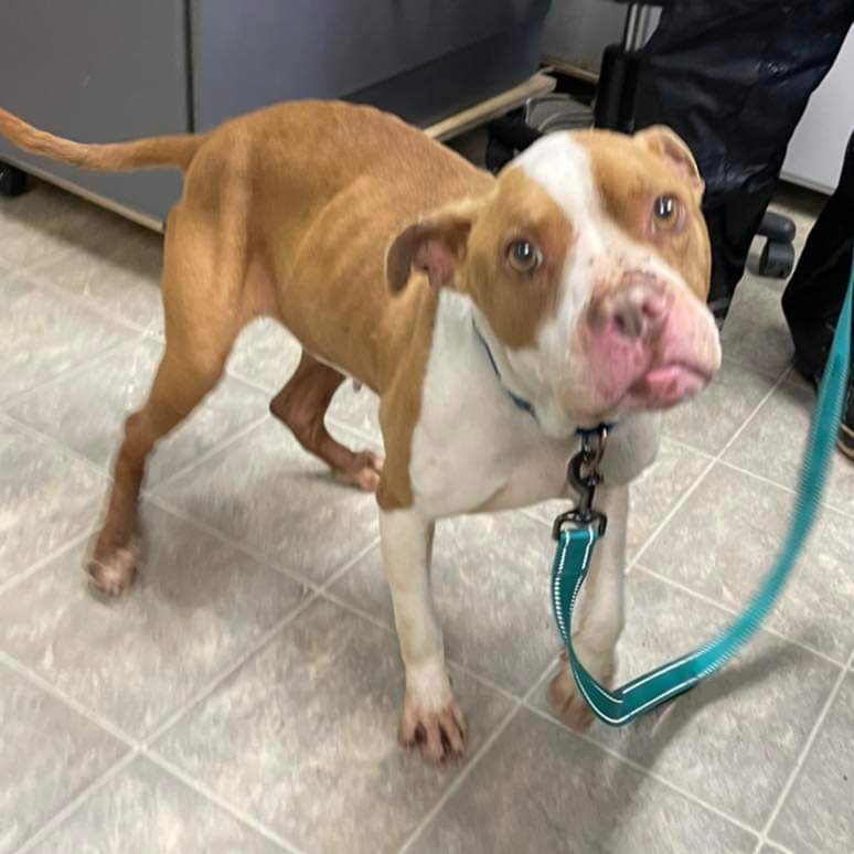 Dog for Adoption Angel At the Shelter, a Pit Bull Terrier in