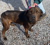 Hatchett: At the shelter