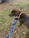 Hatchett: At the shelter