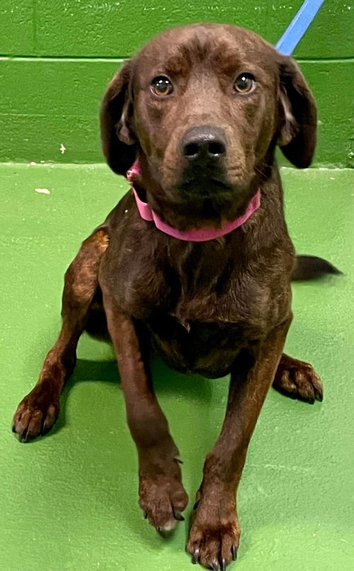 Hatchett: At the shelter