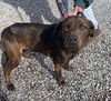 Hatchett: At the shelter