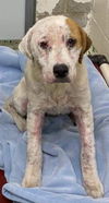 Posey: Not At the Shelter