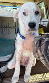 Posey: Not At the Shelter
