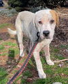 Posey: Not At the Shelter