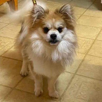 Wonton: Not at the Shelter