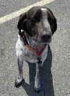 Century: Not At the Shelter