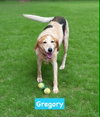 Gregory: Not At the Shelter (Wendy) - Photo 1
