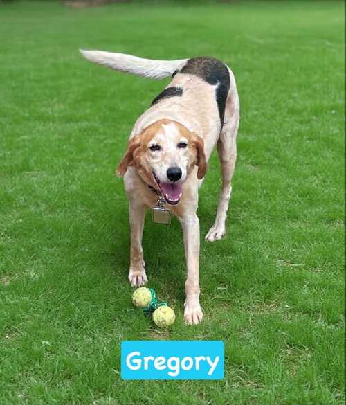 GREGORY: NOT AT THE SHELTER (WENDY) - Foxhound for adoption in Lynchburg