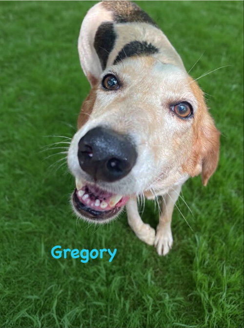 GREGORY: NOT AT THE SHELTER (WENDY) - Foxhound available for adoption
