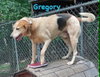 Gregory: Not At the Shelter (Wendy) - Photo 3
