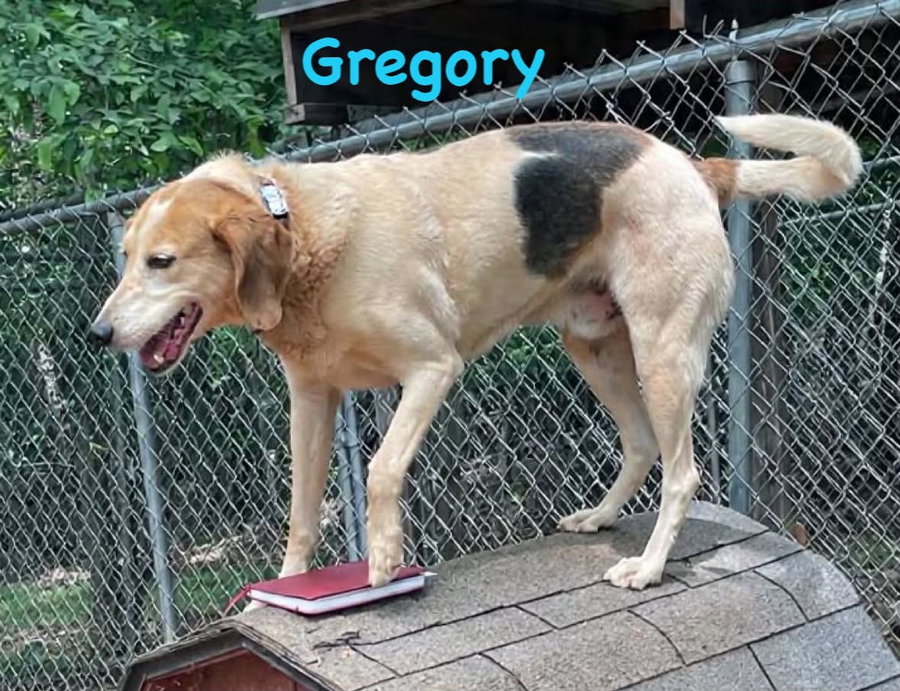 Gregory: Not At the Shelter (Wendy)